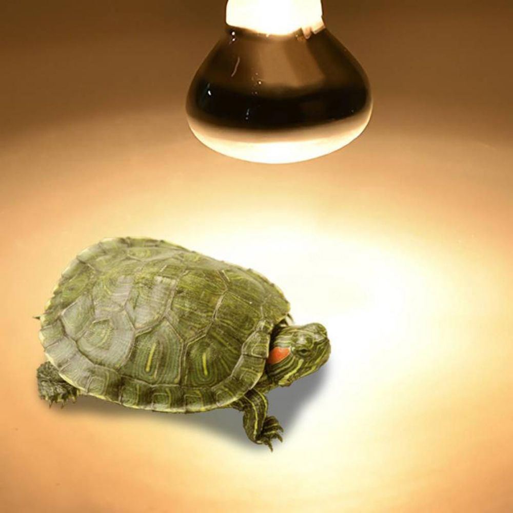 Turtle Temperature Controller  - Basking Bulb Halogen 리뷰 및 가격