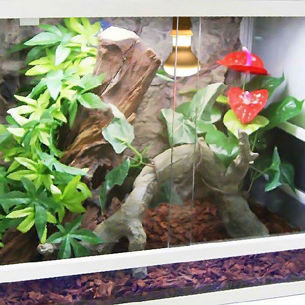 Turtle Temperature Controller  - Basking Bulb Halogen 리뷰 및 가격