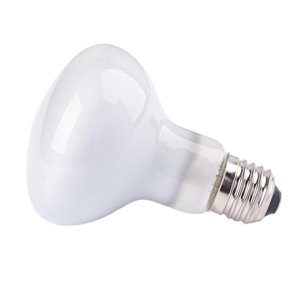 Turtle Temperature Controller  - Basking Bulb Halogen 리뷰 및 가격