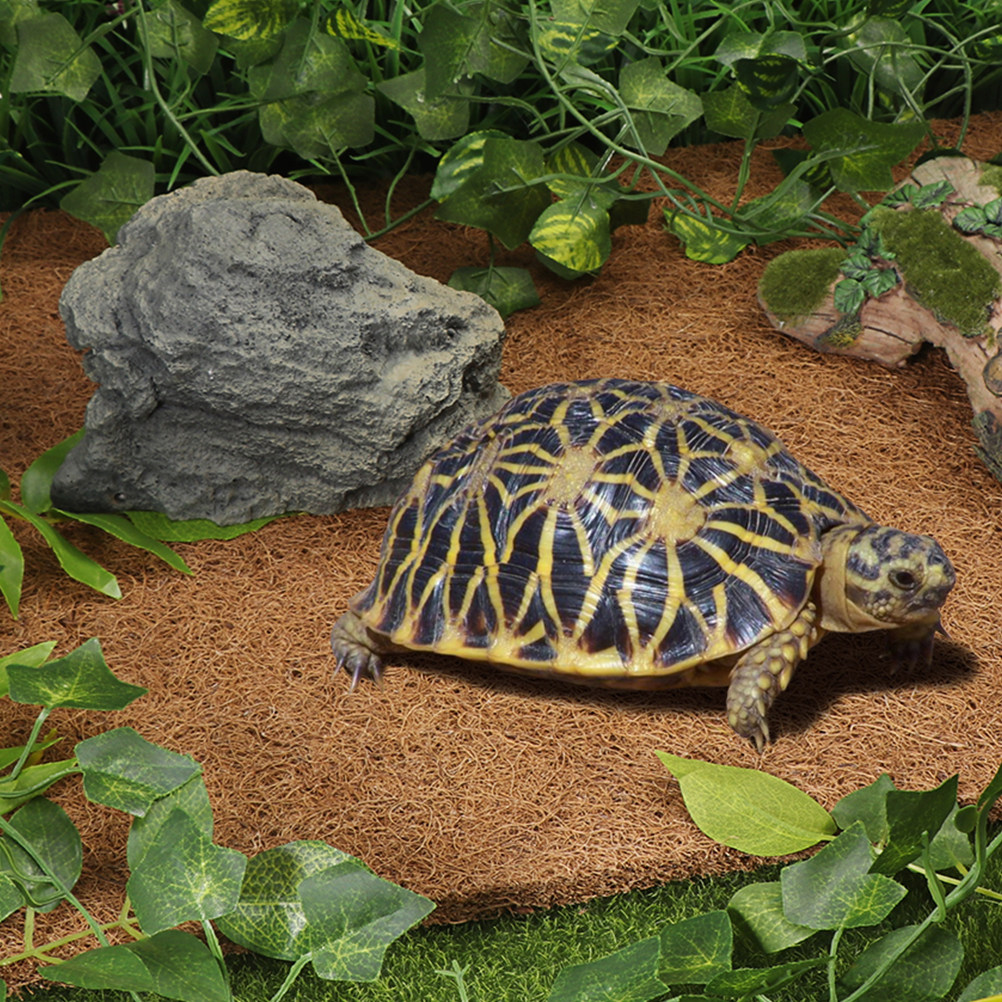 Natural Coconut Fiber Reptile  - Substrate Coconut Fiber 리뷰 및 가격